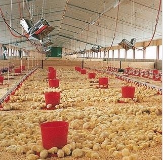 THD2608 Geflügelgas-Aufzuchtheizung NG LPG-Infrarot-Heizelement